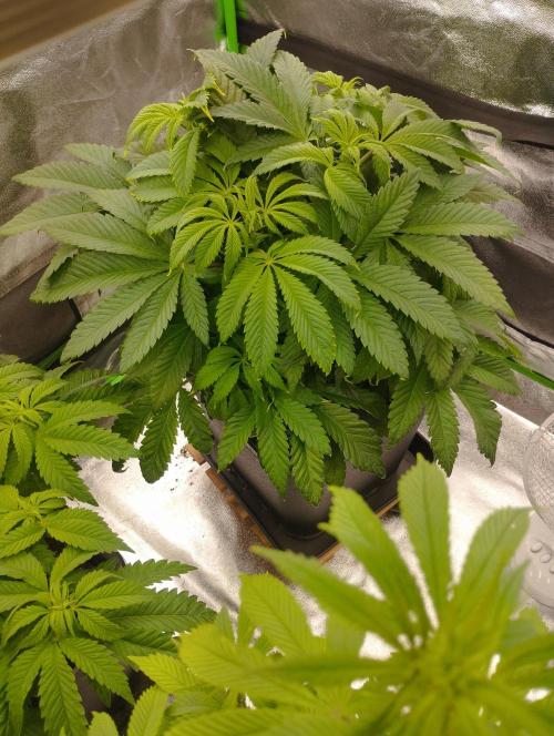 A1 (tester) - Dutch Passion. Week 9