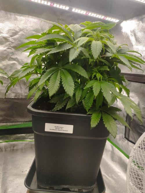 A1 (tester) - Dutch Passion. Week 9