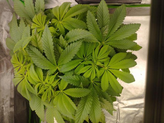 A1 (tester) - Dutch Passion. Week 9