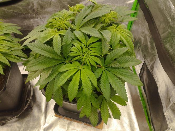 A1 (tester) - Dutch Passion. Week 9
