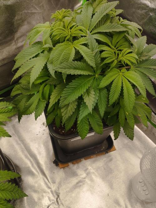 A1 (tester) - Dutch Passion. Week 9