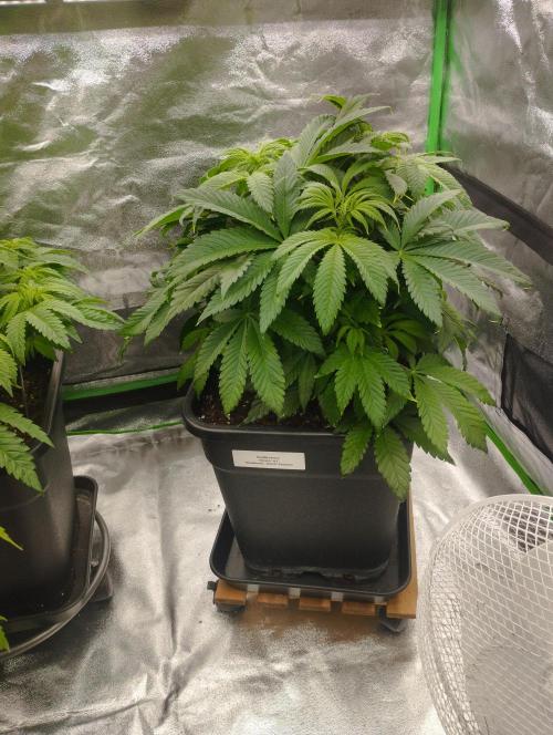 A1 (tester) - Dutch Passion. Week 9