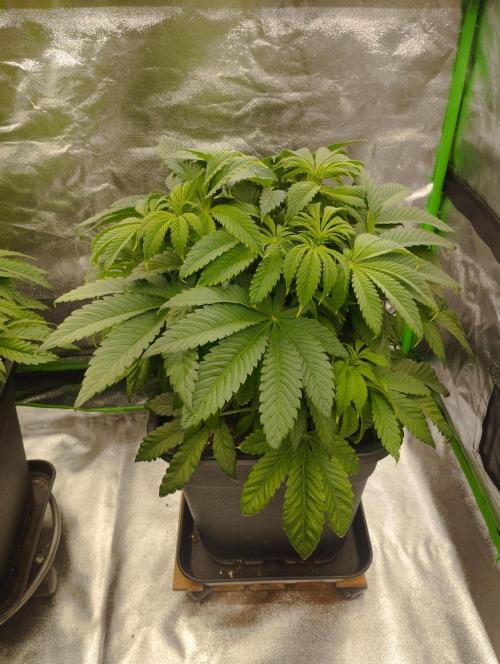 A1 (tester) - Dutch Passion. Week 9