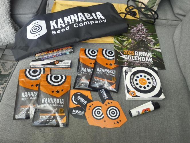 Apple Fritter - Kannabia. Week 0