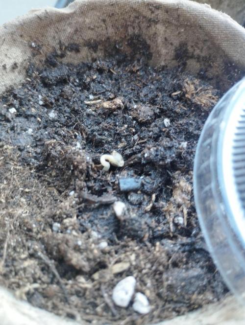 Cookies Haze - Kannabia. Week 0