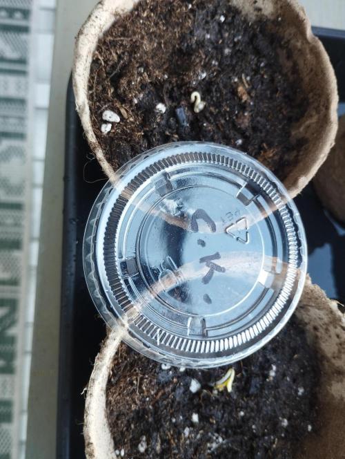 Cookies Haze - Kannabia. Week 0