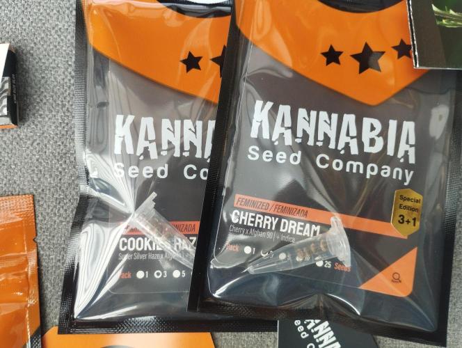 Cookies Haze - Kannabia. Week 0