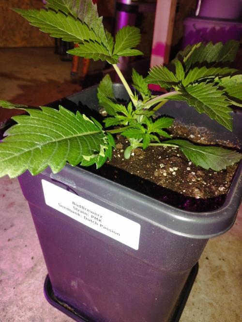PMK (tester) - Dutch Passion. Week 4