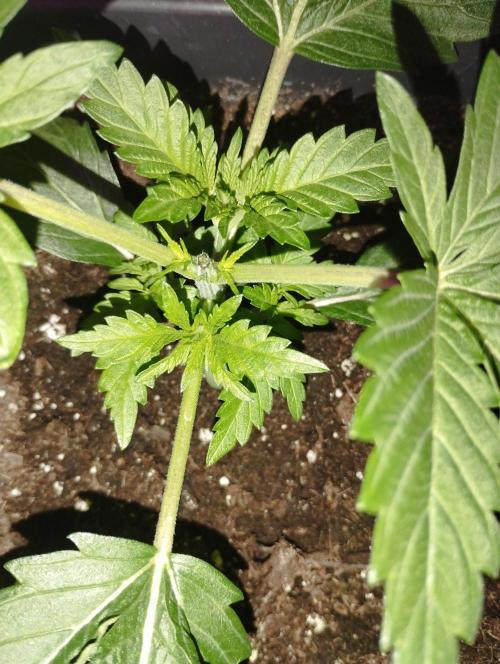 PMK (tester) - Dutch Passion. Week 4
