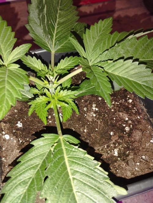PMK (tester) - Dutch Passion. Week 4