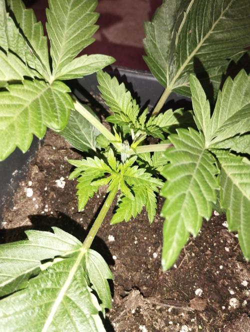 PMK (tester) - Dutch Passion. Week 4