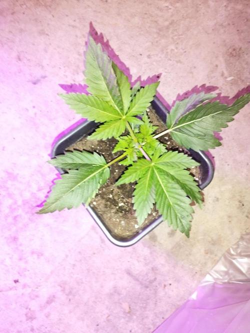 PMK (tester) - Dutch Passion. Week 4