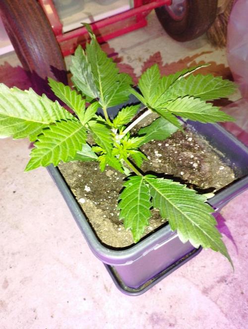 PMK (tester) - Dutch Passion. Week 4
