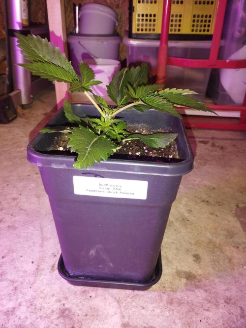 PMK (tester) - Dutch Passion. Week 4