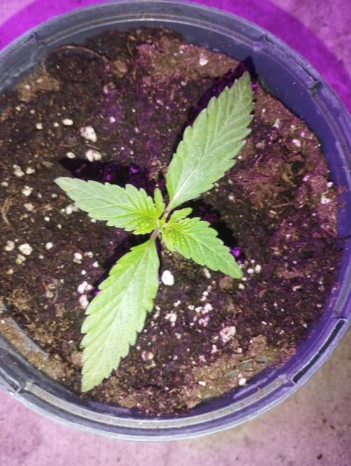 FBP - Dutch Passion. Week 2