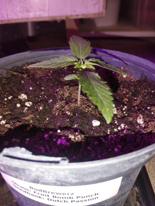 FBP - Dutch Passion. Week 2