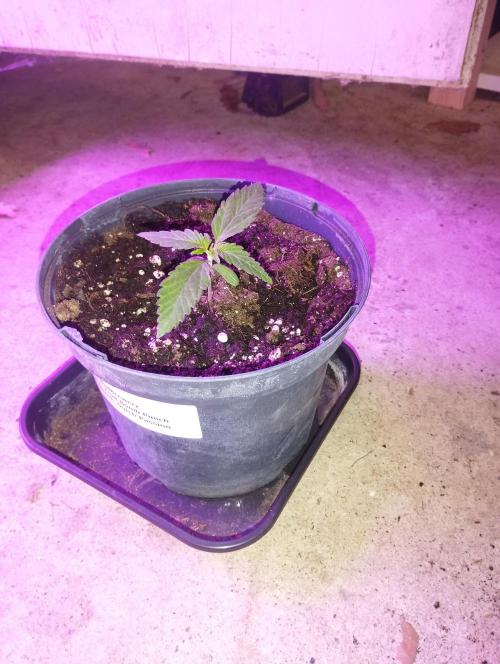 FBP - Dutch Passion. Week 2