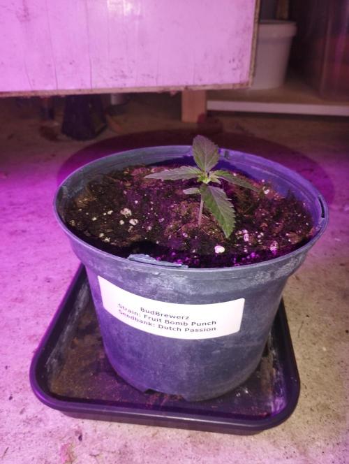 FBP - Dutch Passion. Week 2