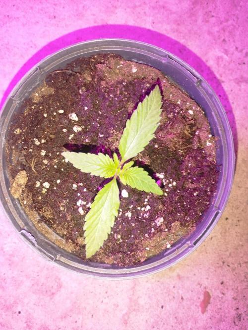 FBP - Dutch Passion. Week 2