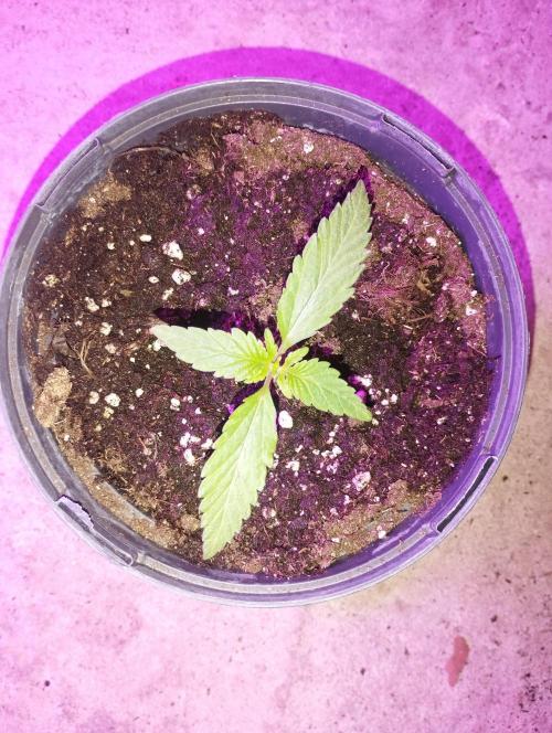 FBP - Dutch Passion. Week 2
