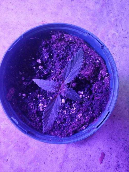 FBP - Dutch Passion. Week 2