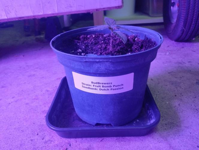 FBP - Dutch Passion. Week 2