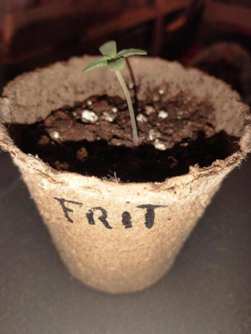 Apple Fritter - Kannabia. Week 1