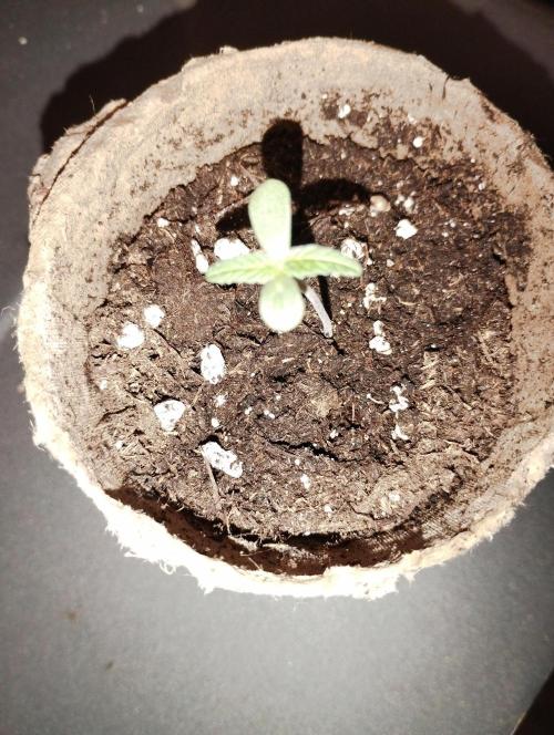 Apple Fritter - Kannabia. Week 1