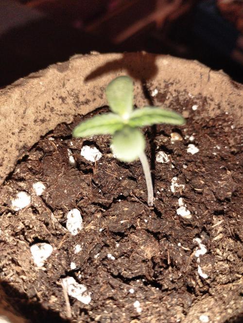 Apple Fritter - Kannabia. Week 1