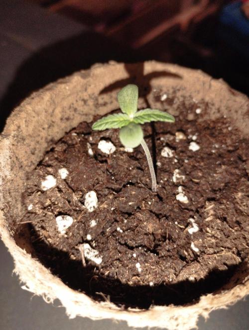 Apple Fritter - Kannabia. Week 1