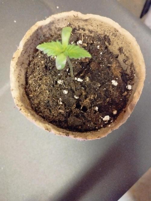 Cookies Haze - Kannabia. Week 1