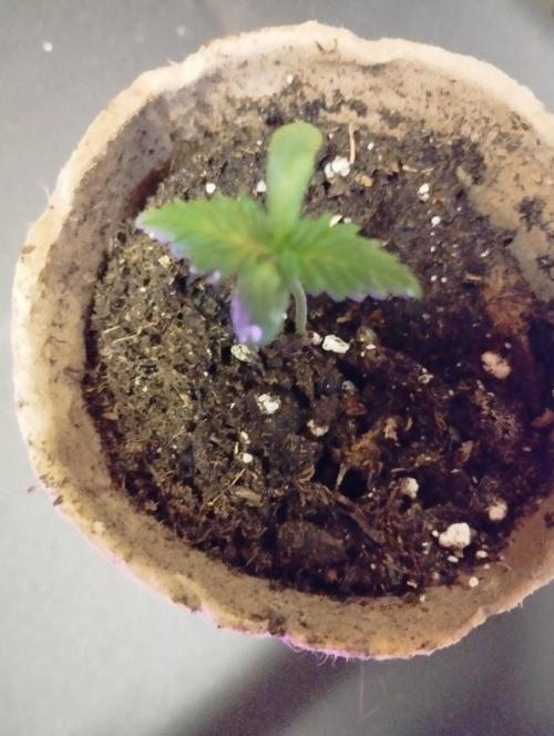 Cookies Haze - Kannabia. Week 1