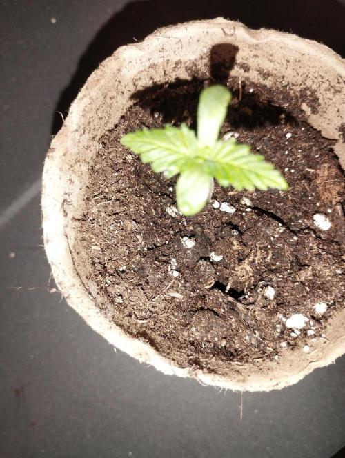 Cookies Haze - Kannabia. Week 1