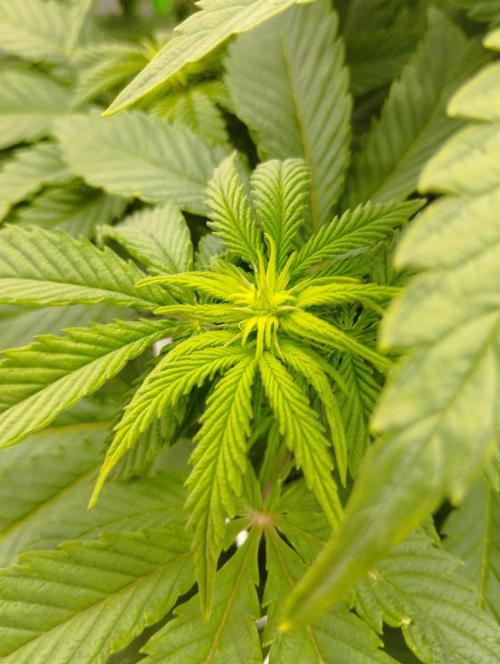 White Widow -Kera Seeds. Week 10