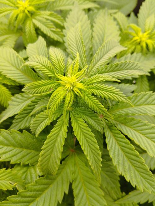 White Widow -Kera Seeds. Week 10