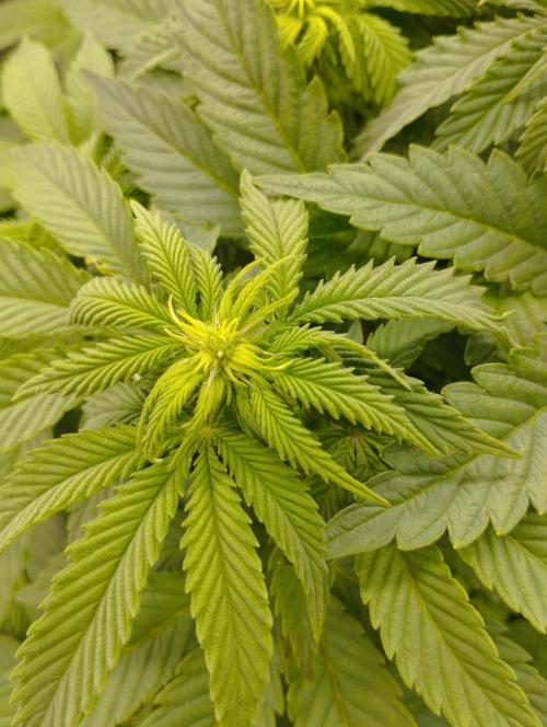 White Widow -Kera Seeds. Week 10