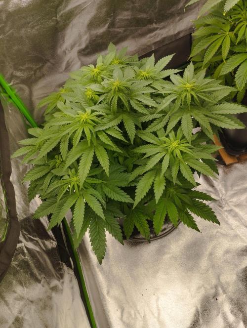 White Widow -Kera Seeds. Week 10
