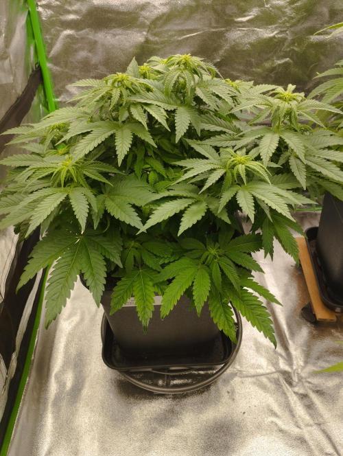 White Widow -Kera Seeds. Week 10