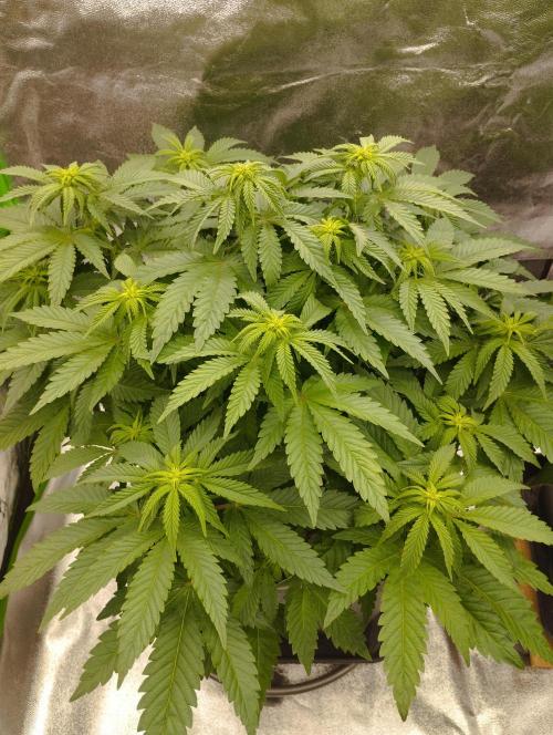 White Widow -Kera Seeds. Week 10