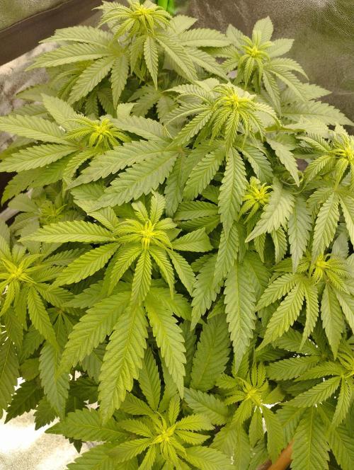 White Widow -Kera Seeds. Week 10