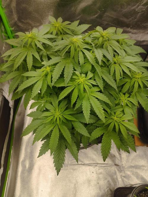 White Widow -Kera Seeds. Week 10