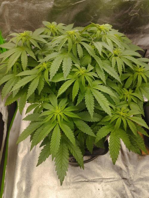 White Widow. Week 10