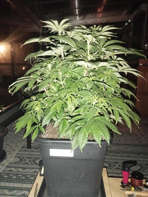A1 (tester) - Dutch Passion. Week 10