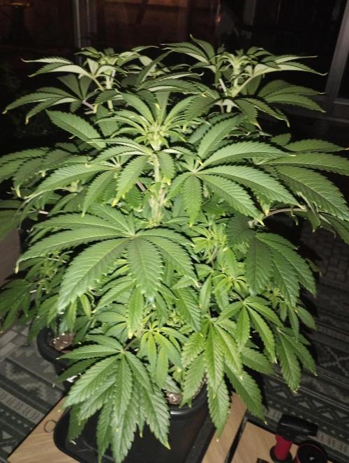 A1 (tester) - Dutch Passion. Week 10