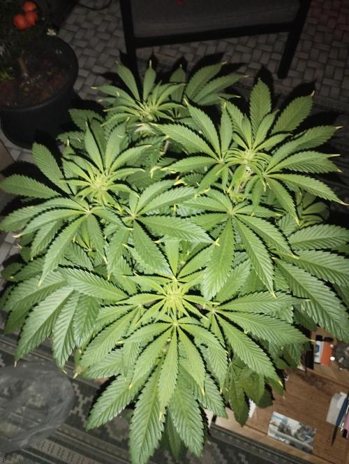 A1 (tester) - Dutch Passion. Week 10