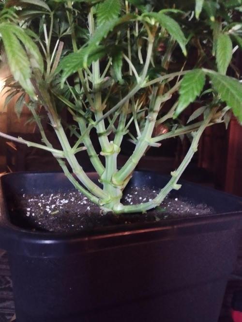 A1 (tester) - Dutch Passion. Week 10