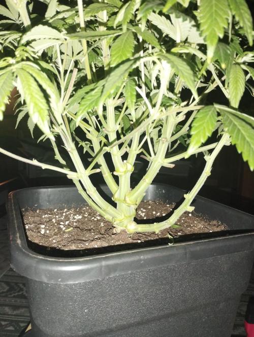 A1 (tester) - Dutch Passion. Week 10