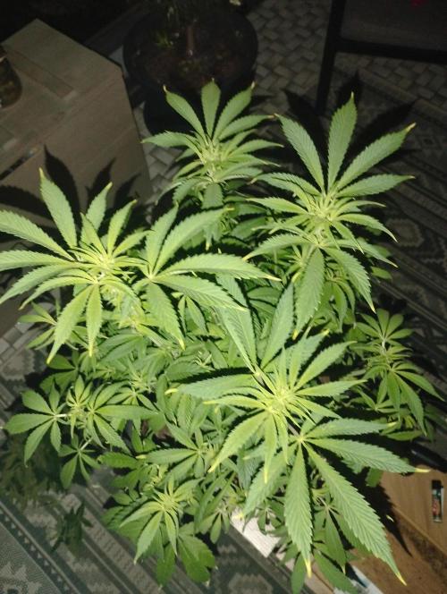 A1 (tester) - Dutch Passion. Week 10