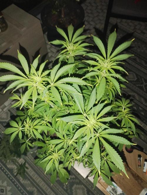 A1 (tester) - Dutch Passion. Week 10