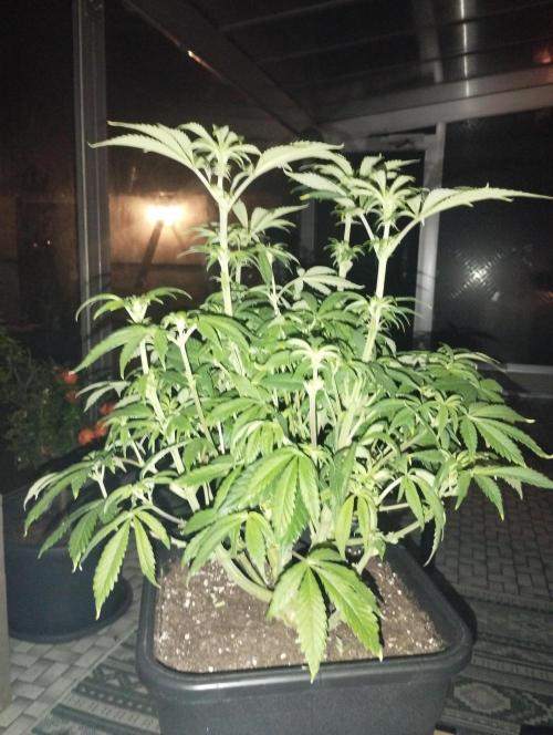 A1 (tester) - Dutch Passion. Week 10